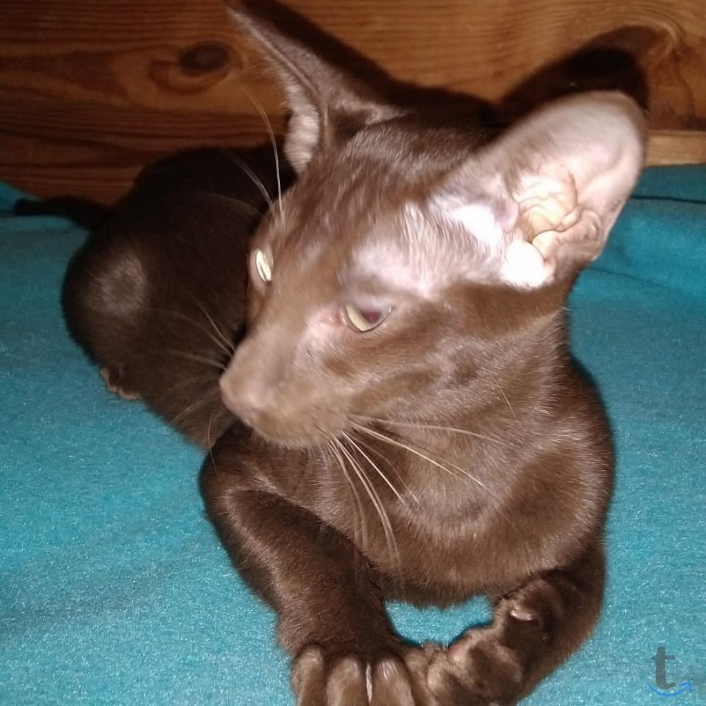 Сиамский ориентальный кот шоколад