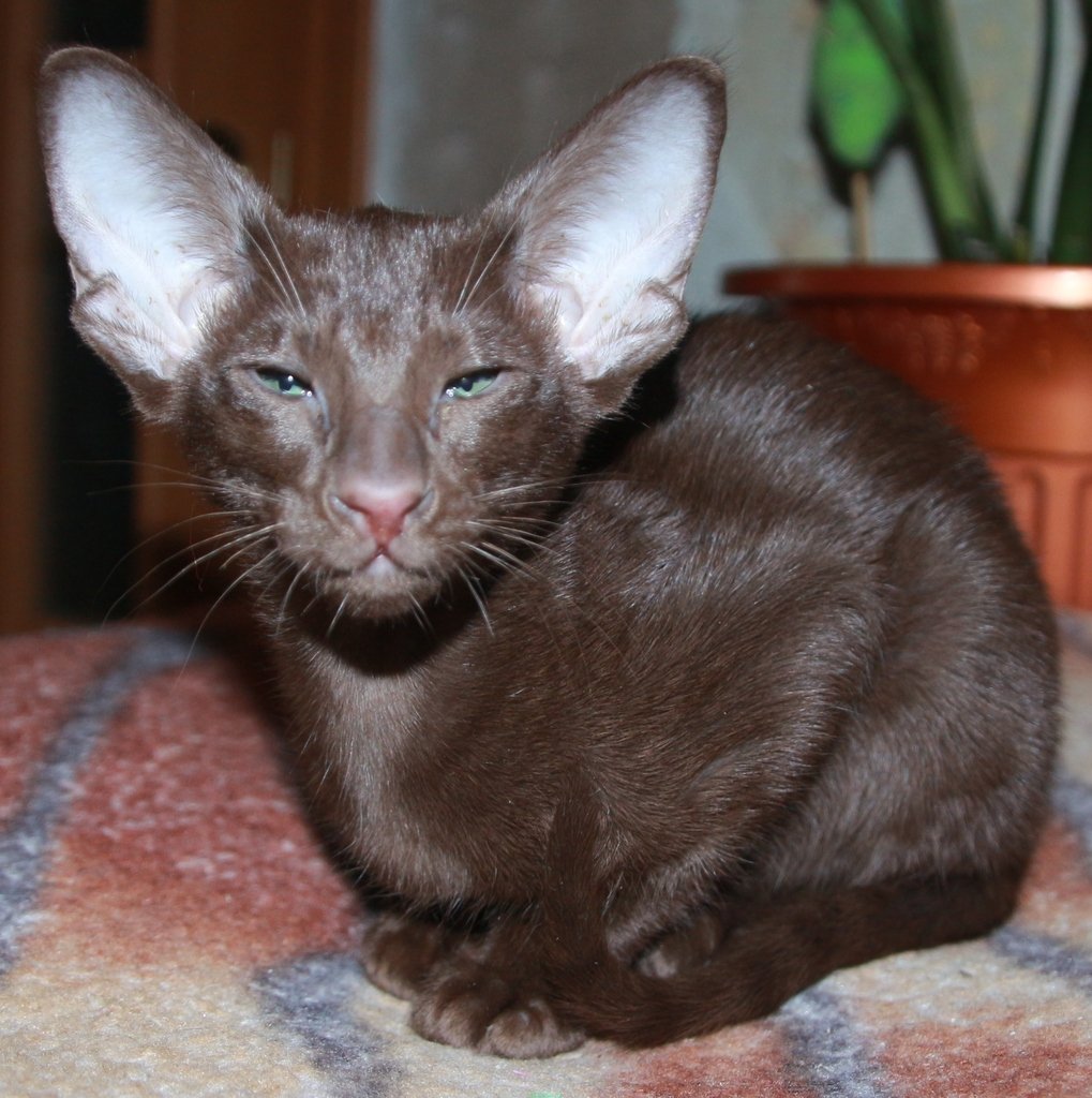 Египетский Ориентал кошка Гавана