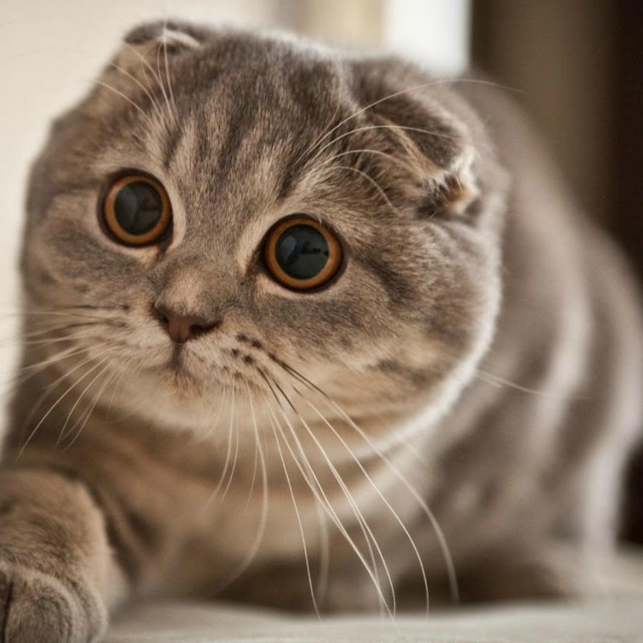 Шотландская вислоухая кошка милая