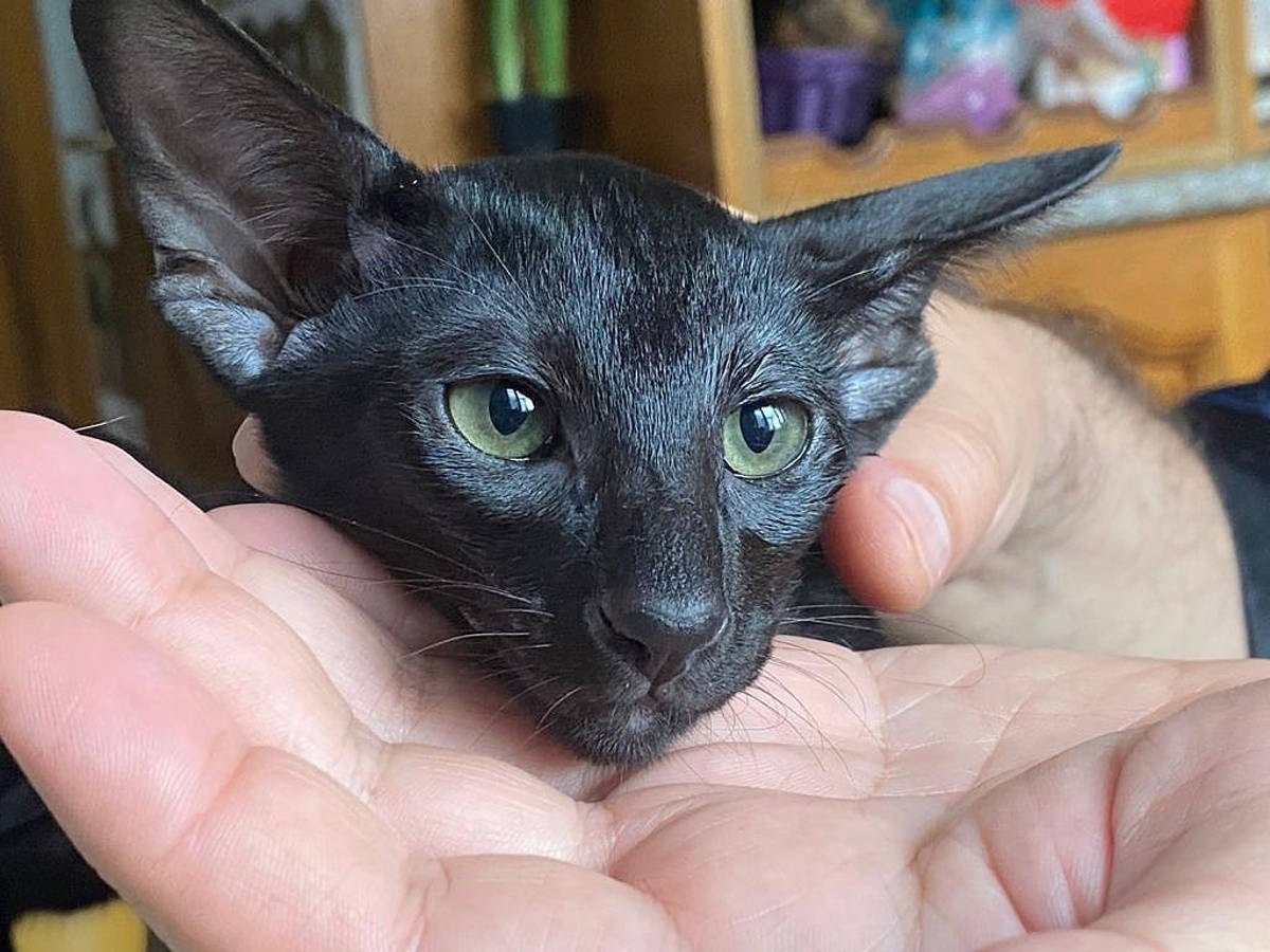 Ориентал Гавана Браун