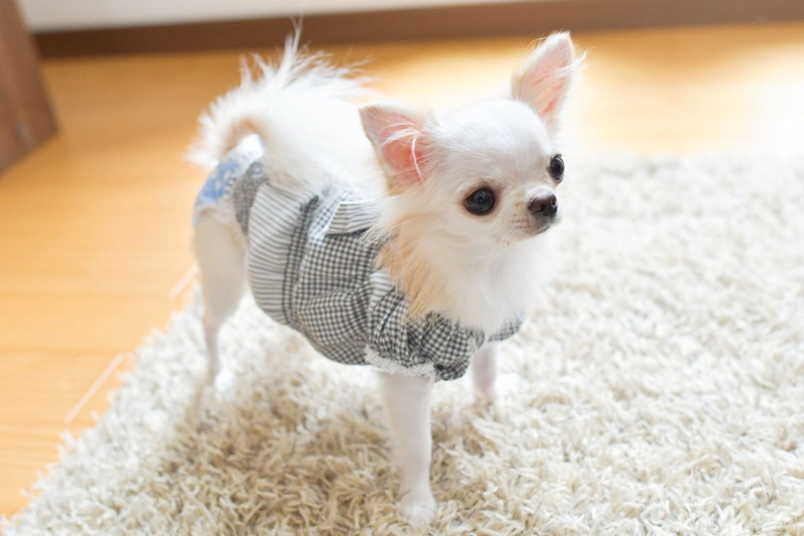 Маленькая чихуахуа Хуа Королевская