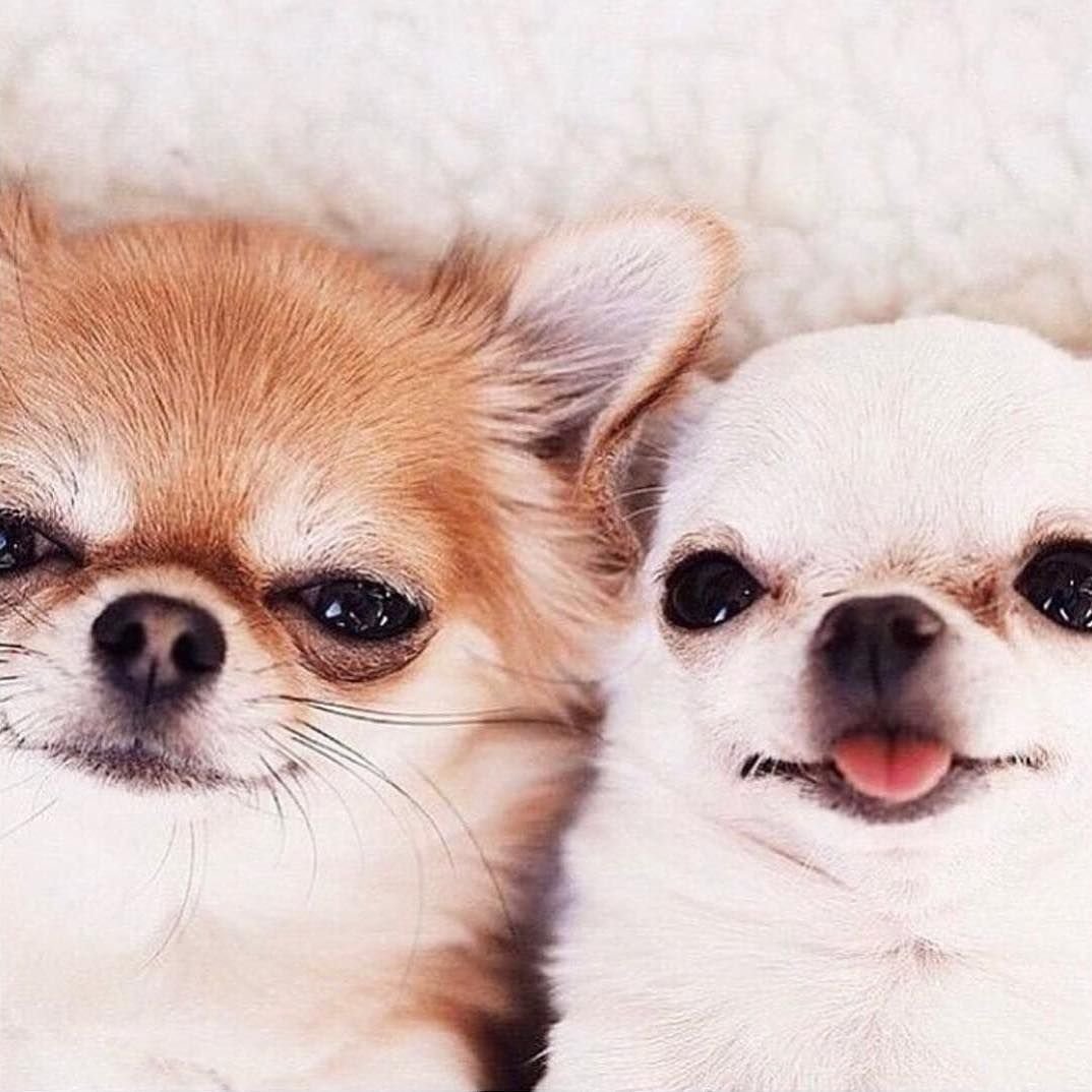 Карликовый чихуахуа