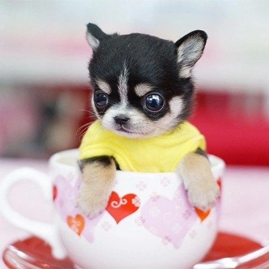 Щенки очень милые