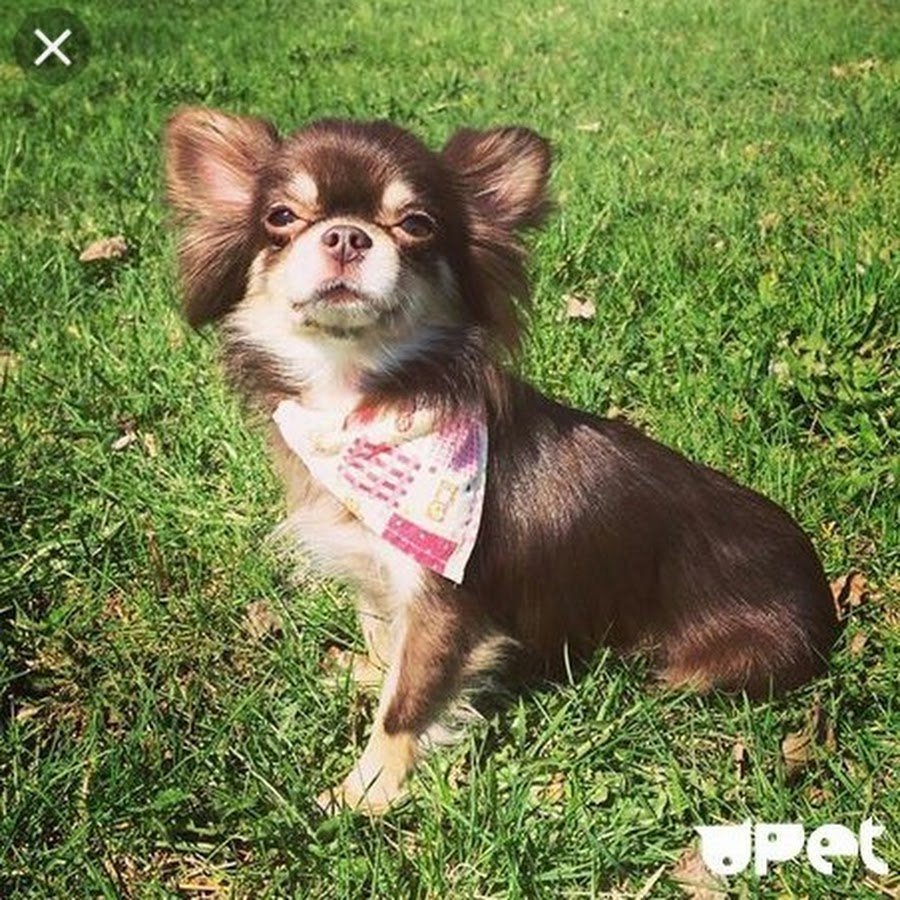 Милые собаки чихуахуа