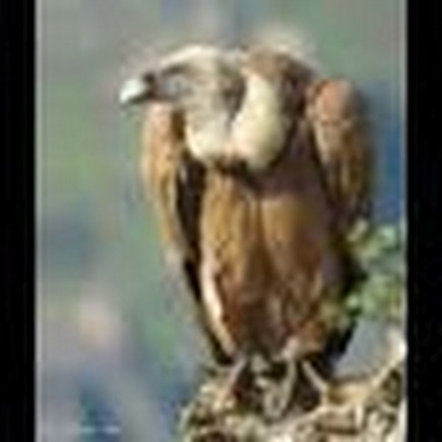 Африканский белоголовый гриф