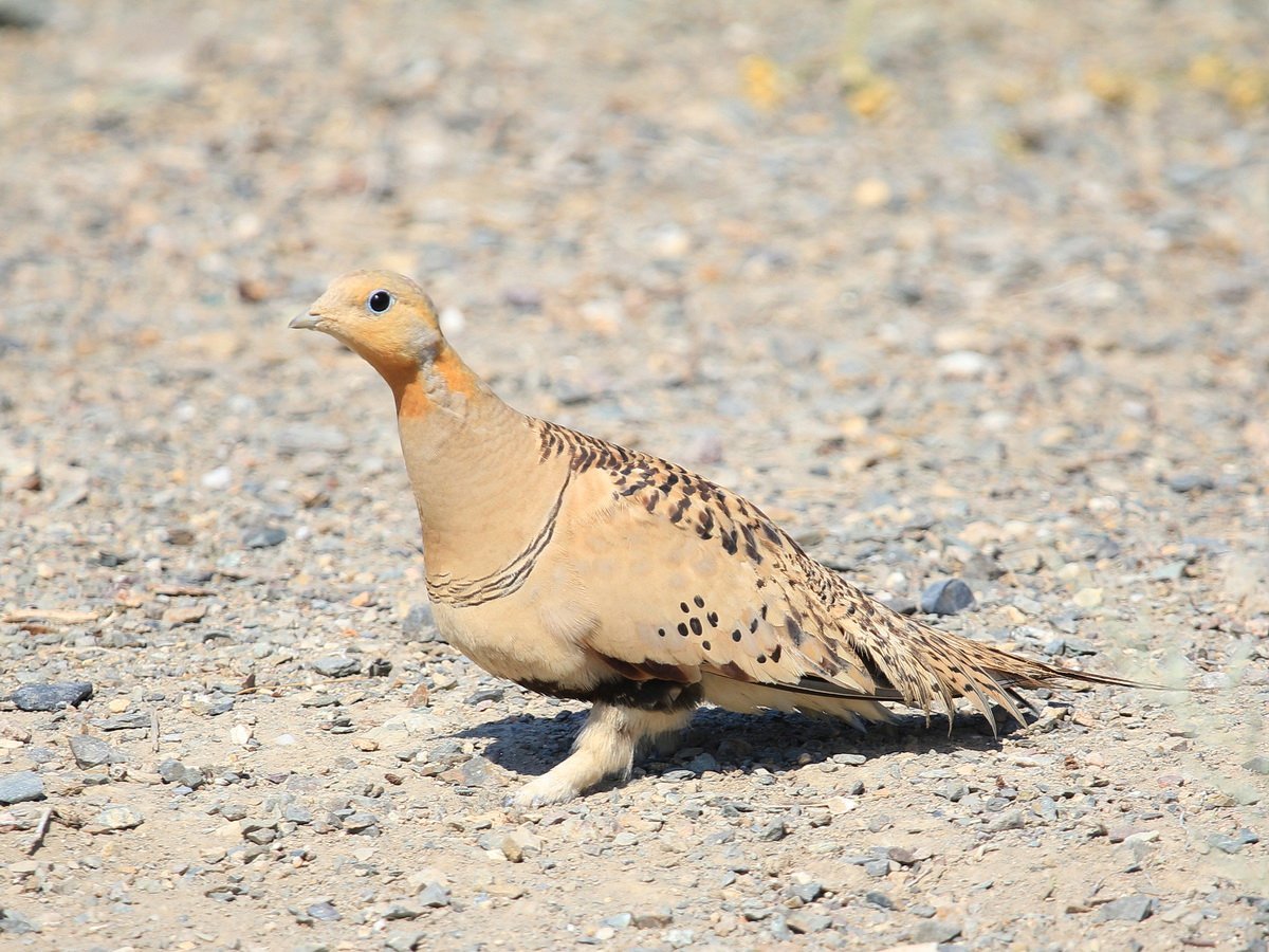 Калифорнийская Кукушка подорожник