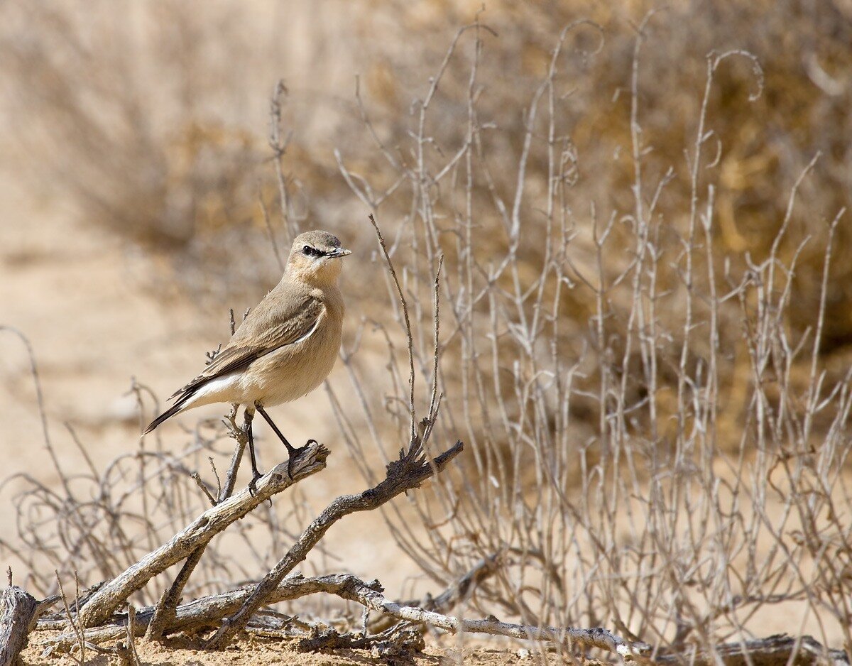 Сахарский Жаворонок