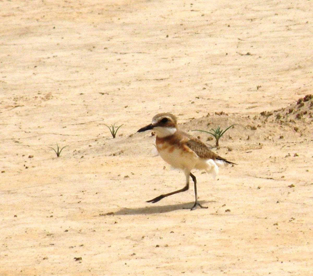 Тропические пустыни и полупустыни растения и животные