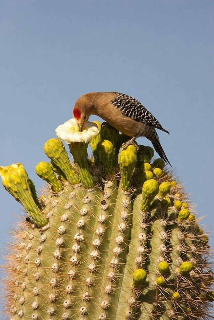 Взъерошенная птица