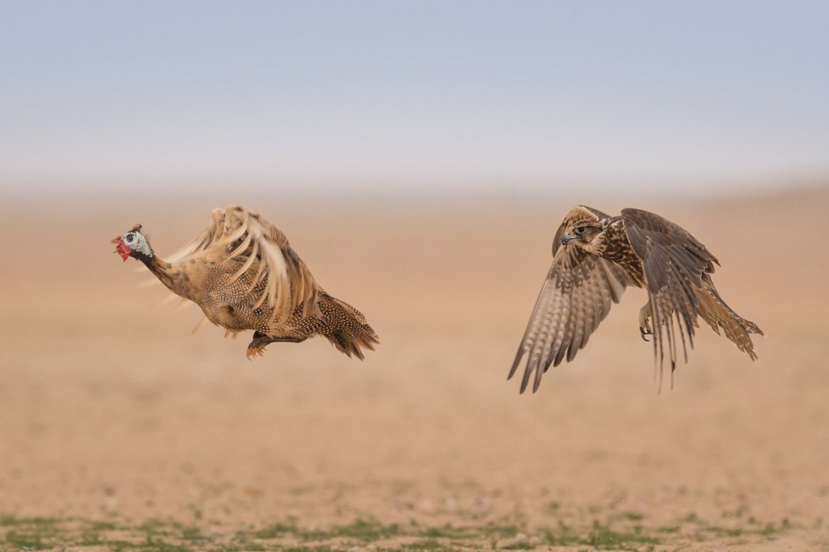 Хищные птицы саванны