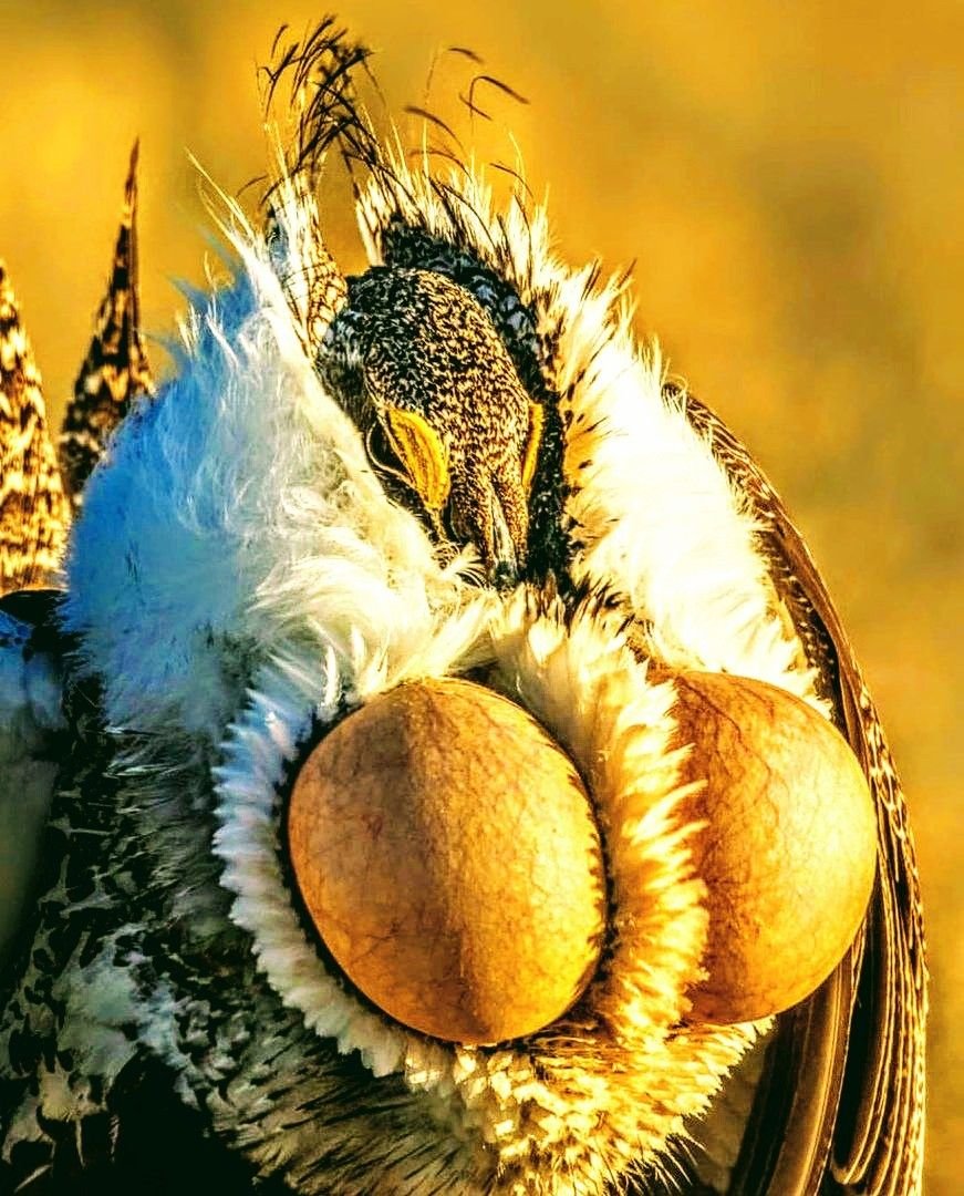 Саджа Syrrhaptes paradoxus