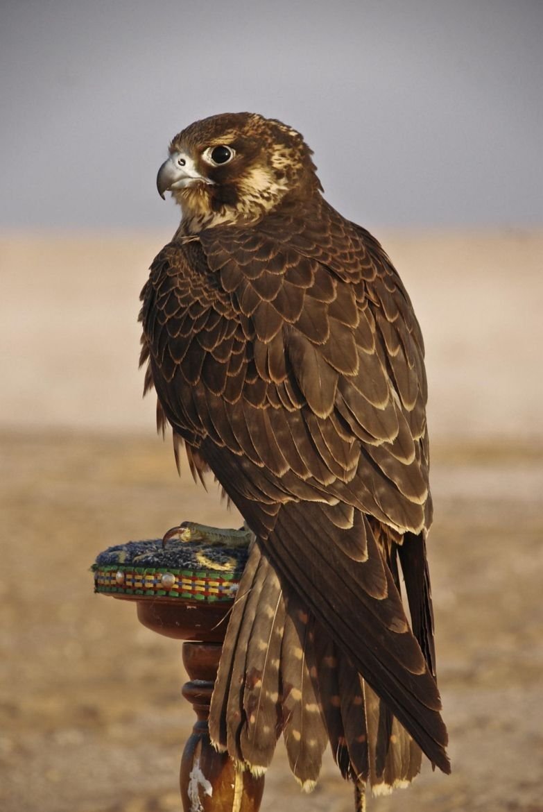 Птицы в пустыне которые приносят воду на перьях