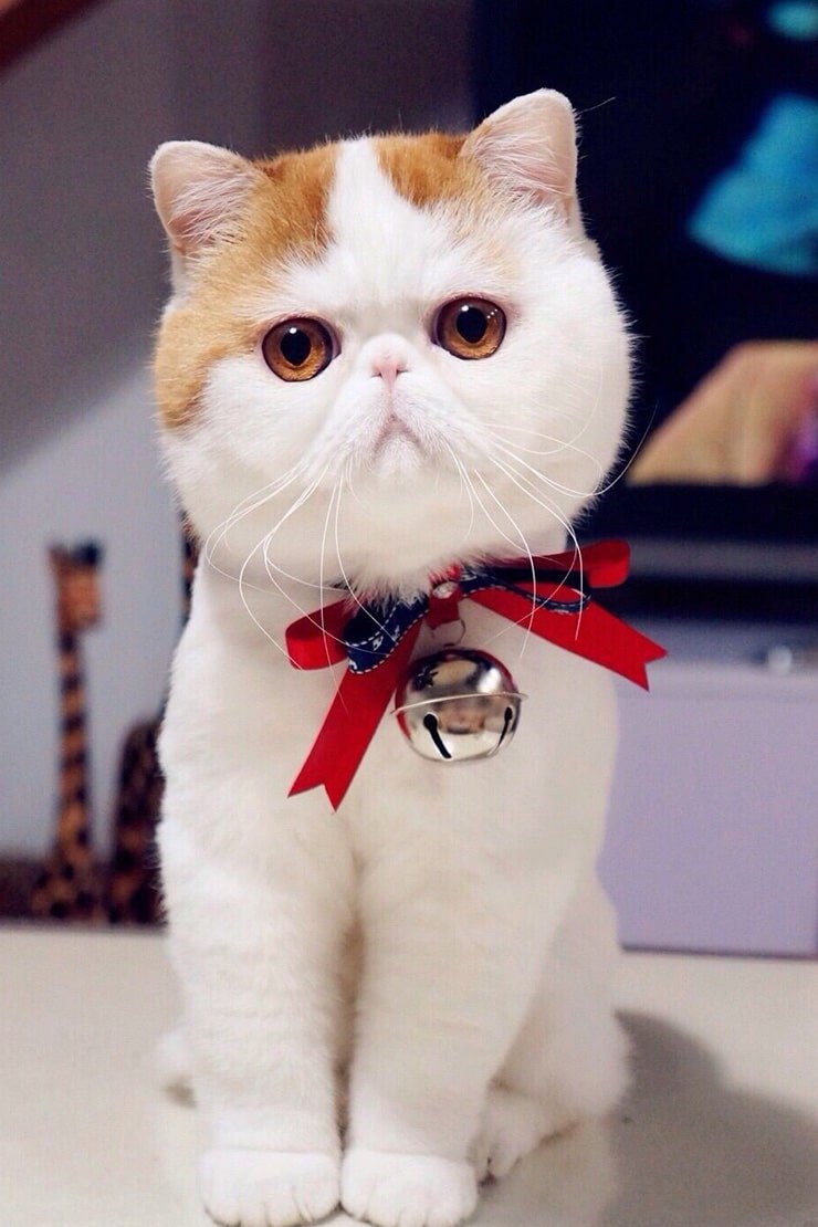 Кошки экзоты короткошерстные