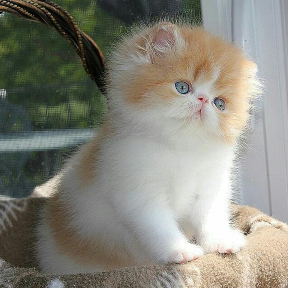 Милые котята экзоты