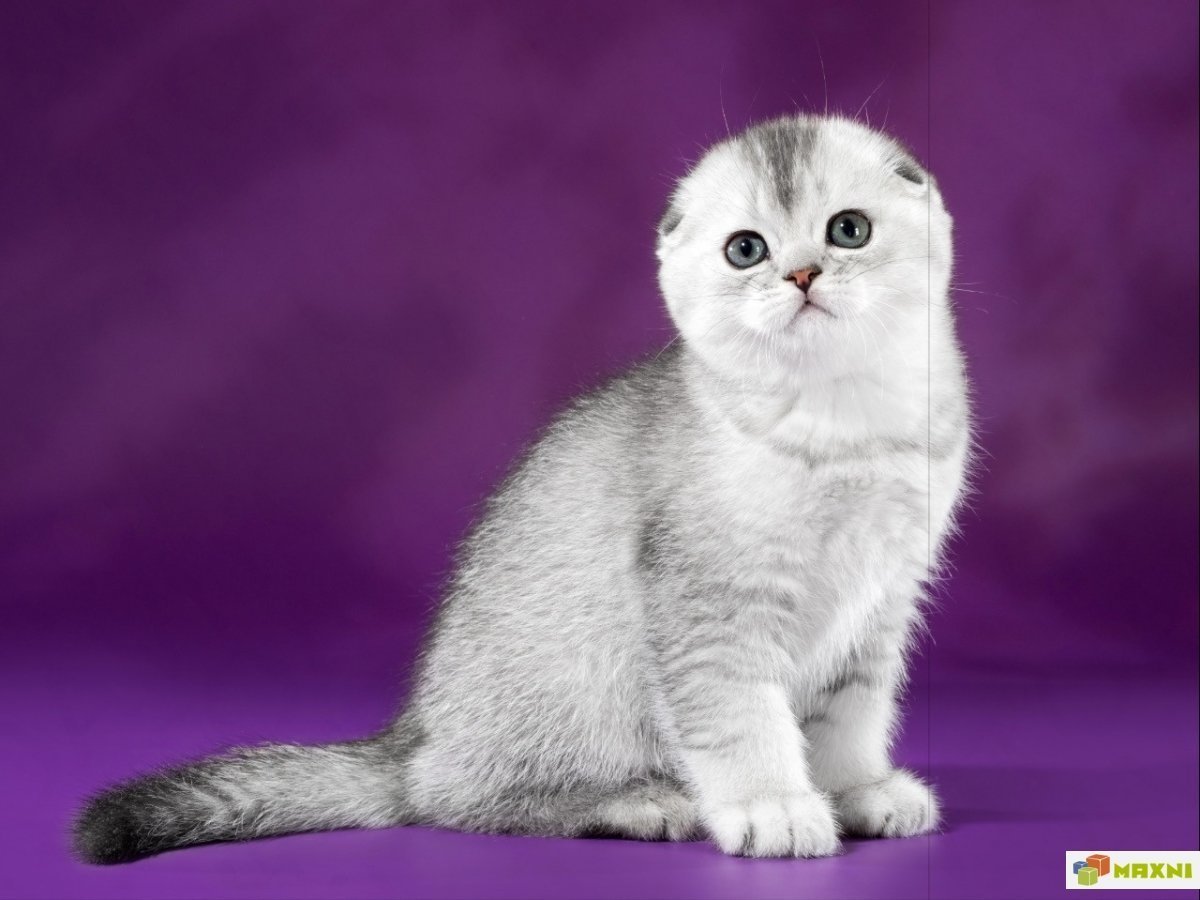Шотландская вислоухая кошка