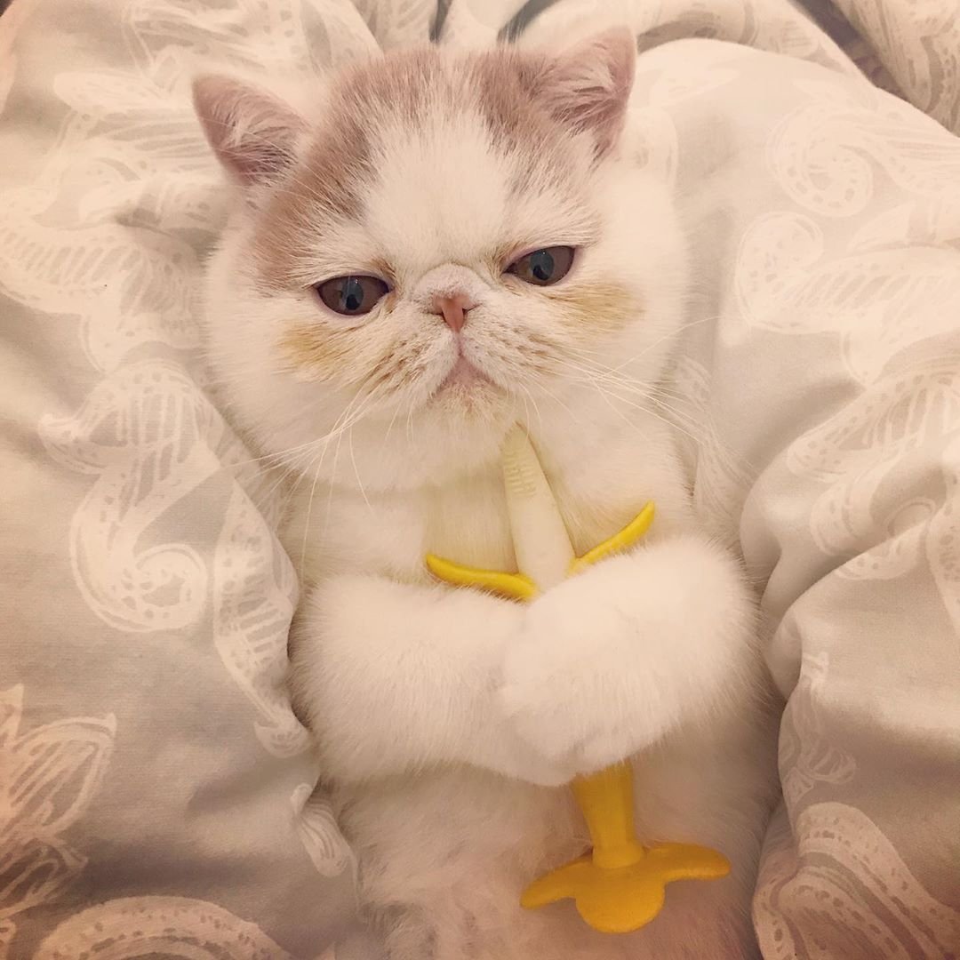 Китайский кот Снупи