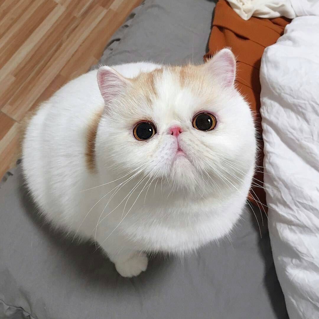 Коты экзоты смешные