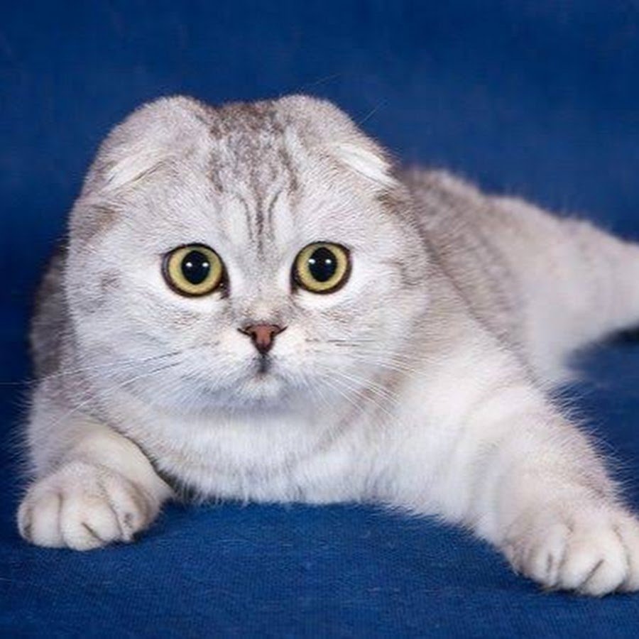 Шотландские вислоухие коты