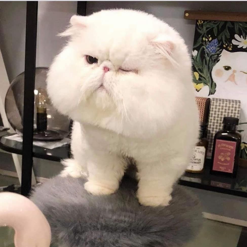 Экзот кошка