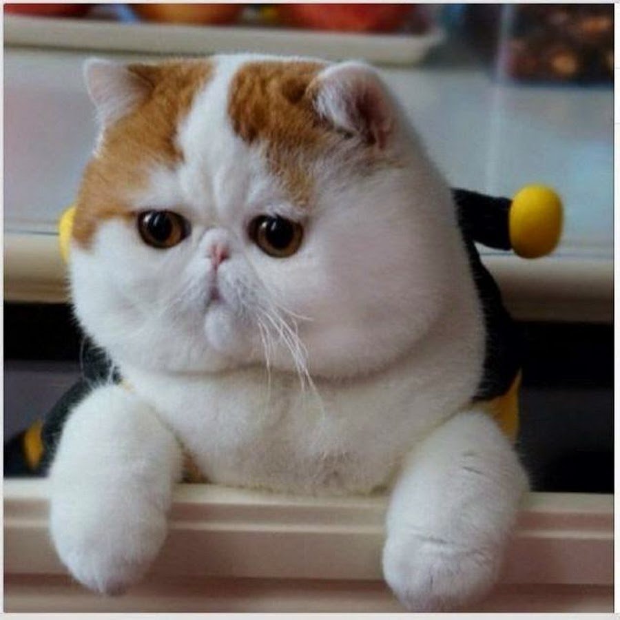 Экзотическая короткошерстная Снупи