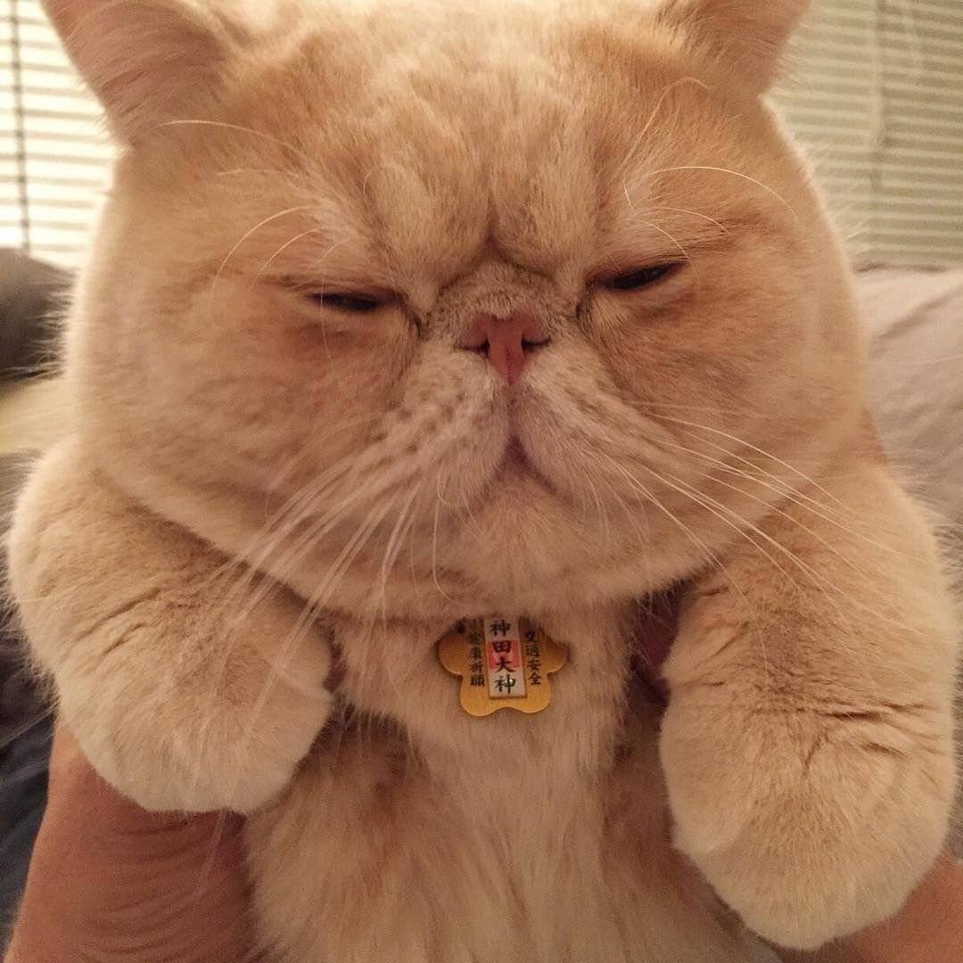 Японский кот экзот