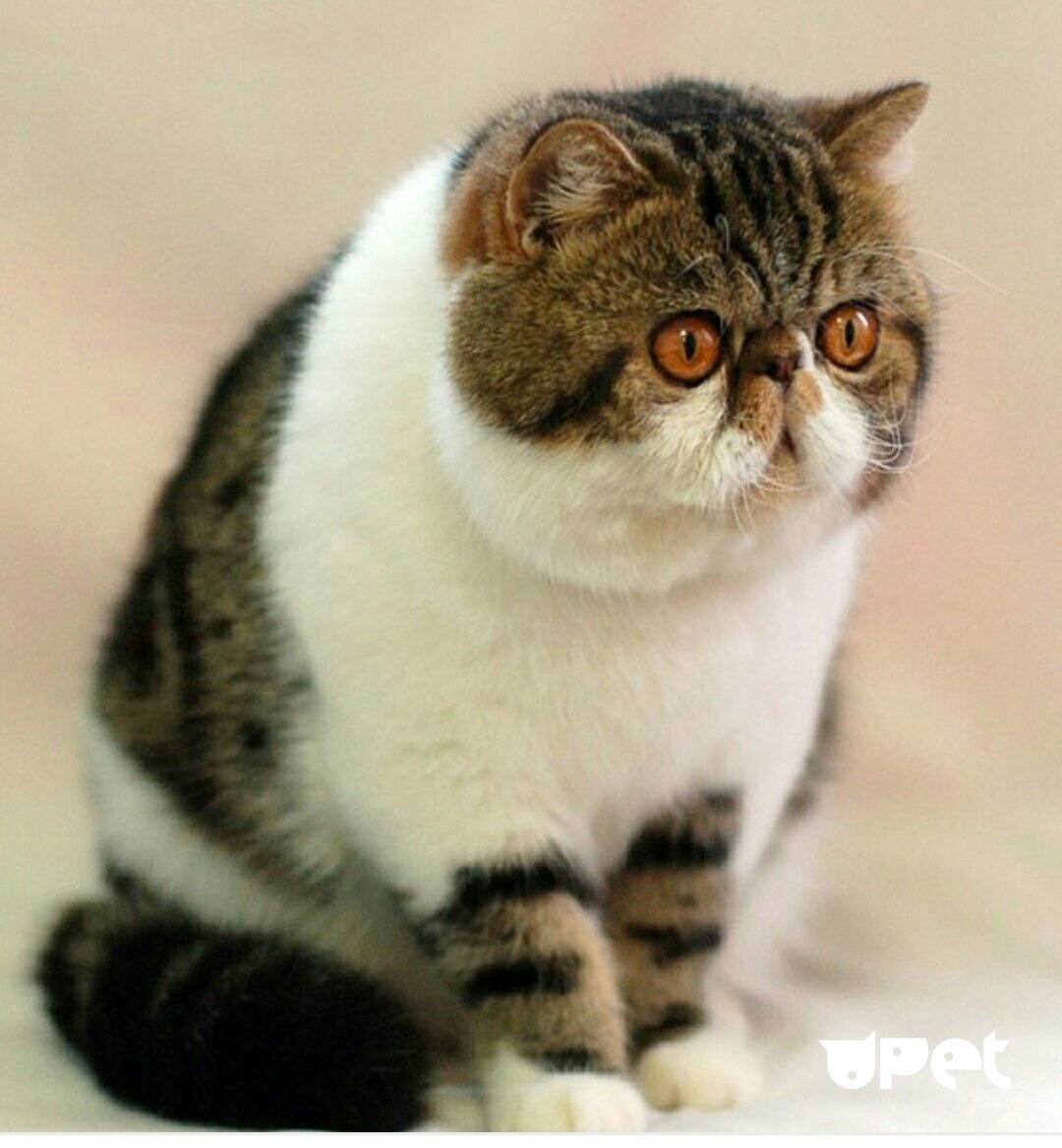 Вислоухий экзот Манчкин