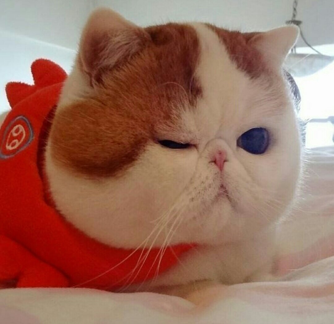 Британец экзот