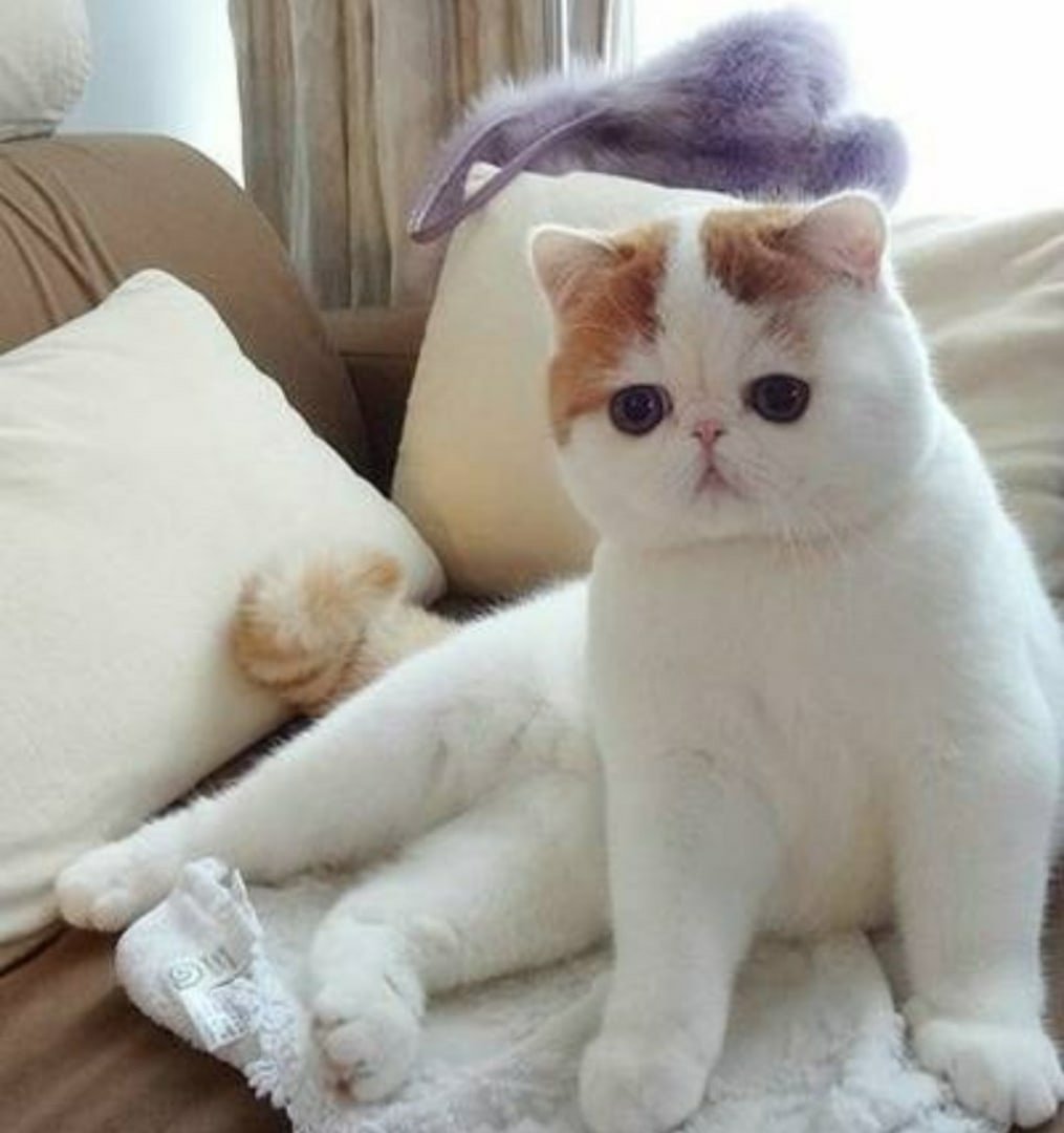 Смешные видео с котами экзотами