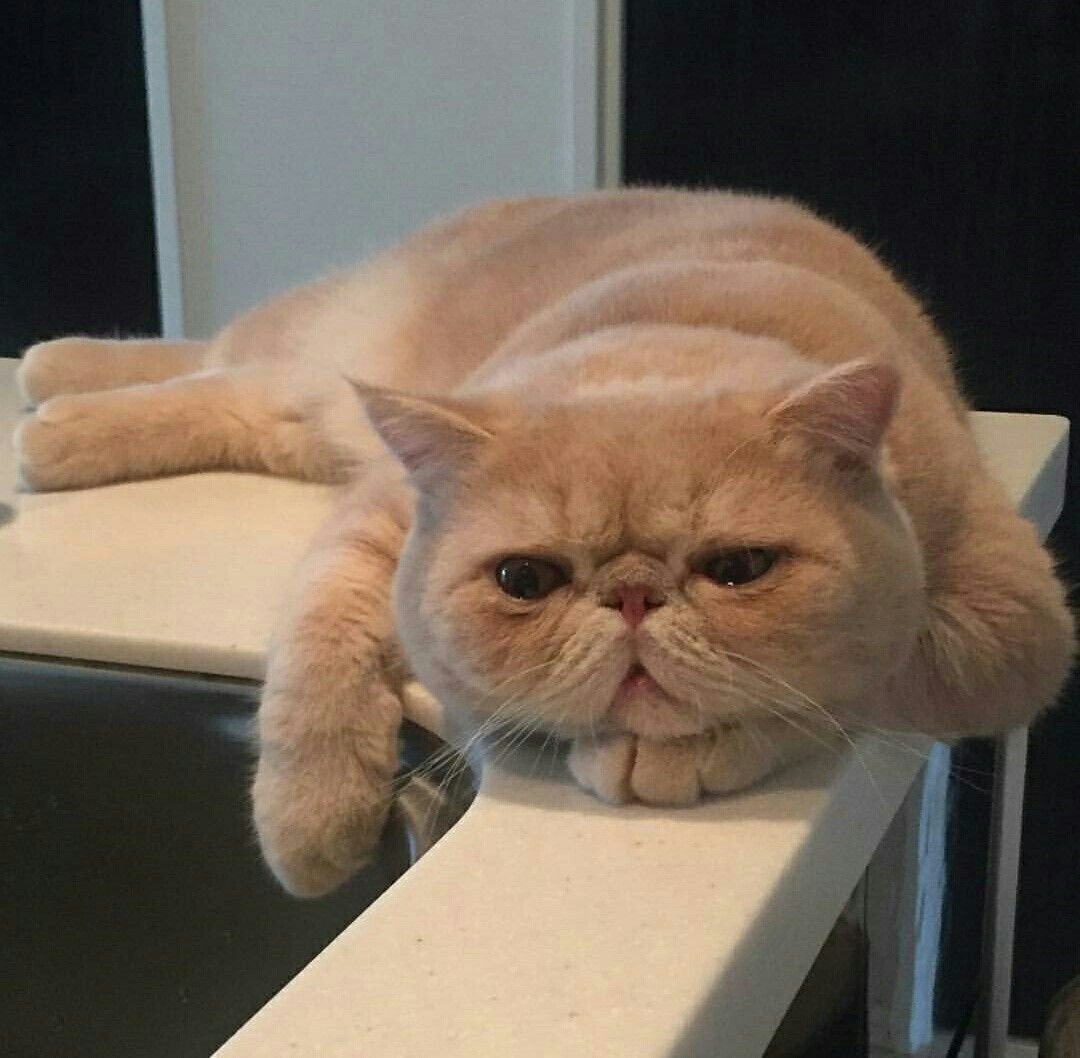 Японский кот Снупи порода