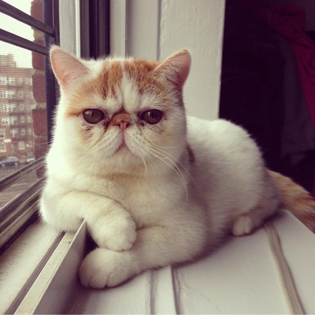 Кошки экзоты короткошерстные