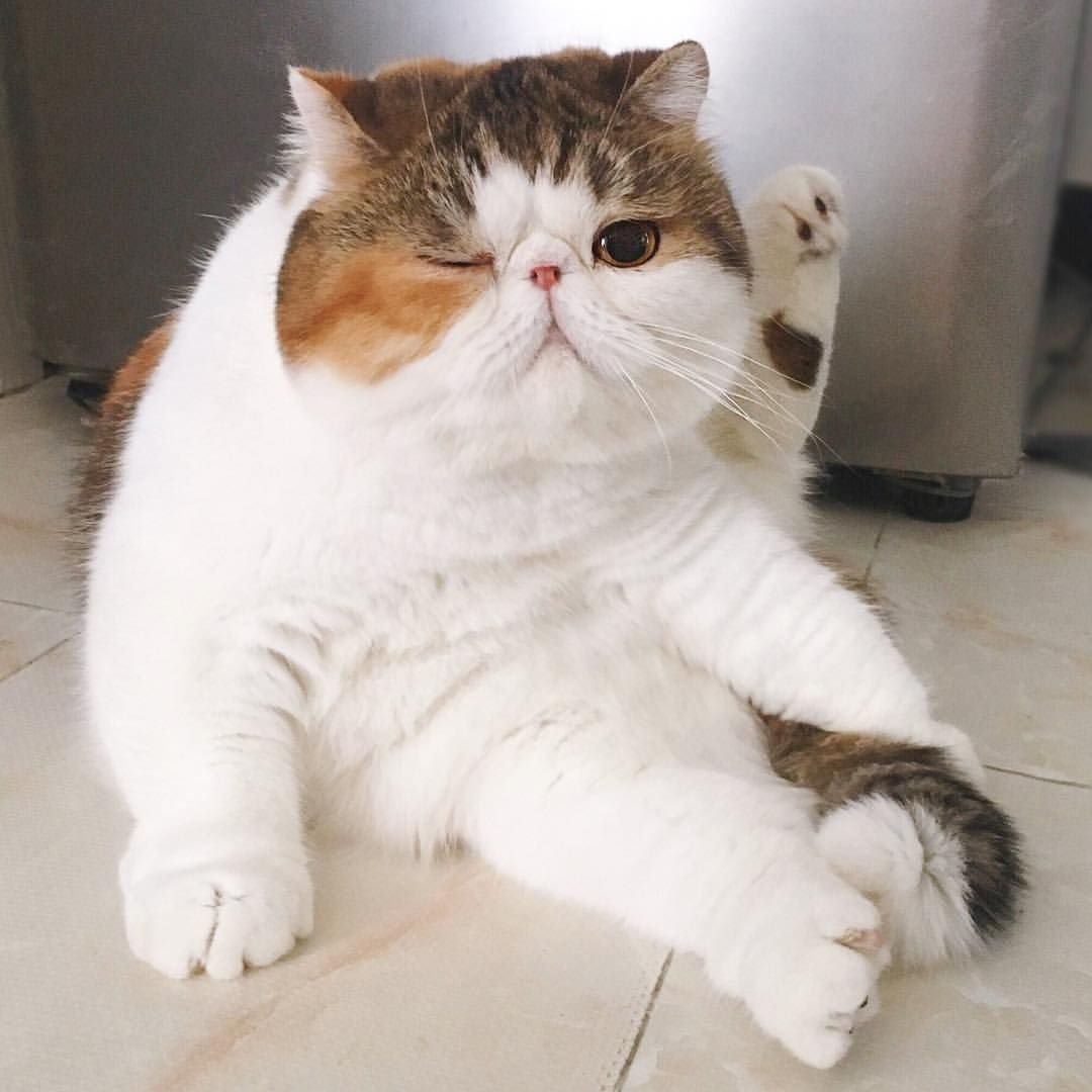 Экзот кошка серая