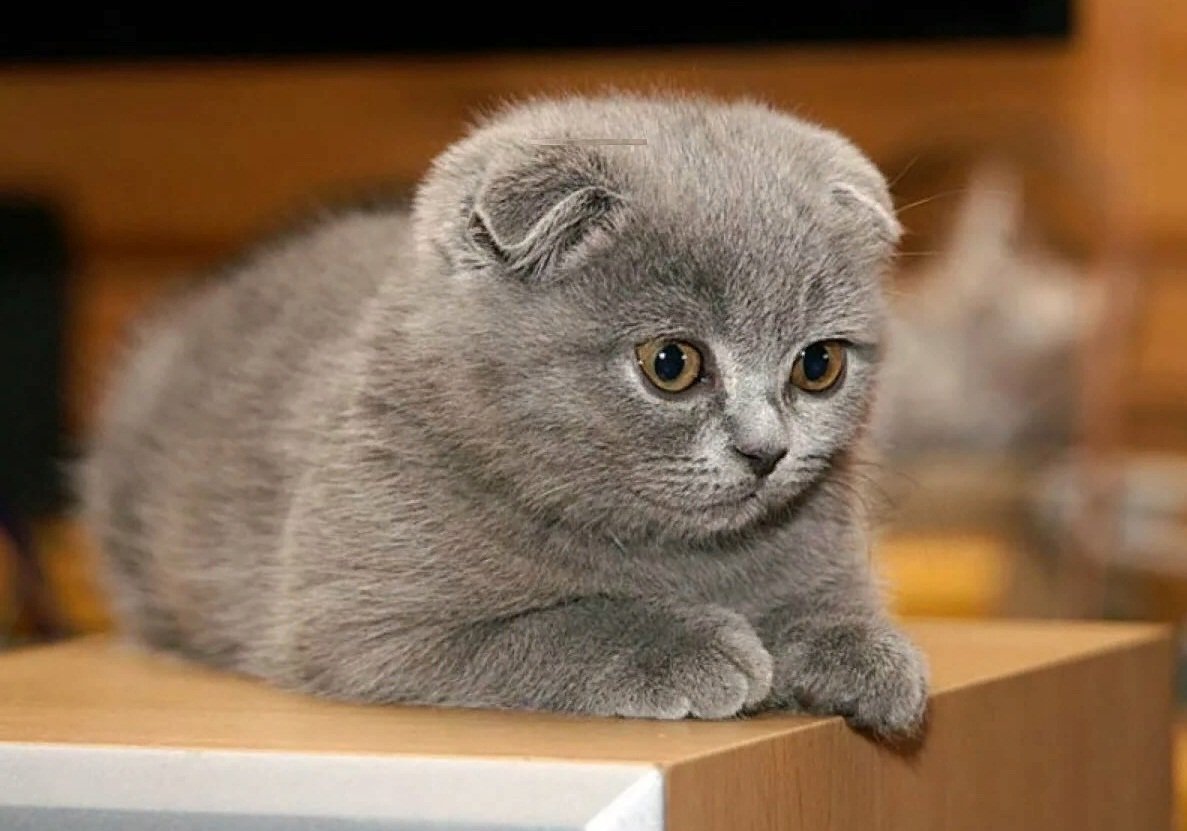 Шотландские вислоухие котята
