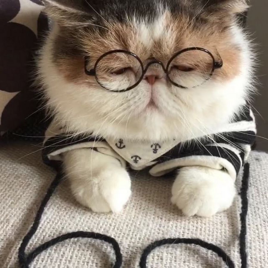 Кошки экзоты короткошерстные