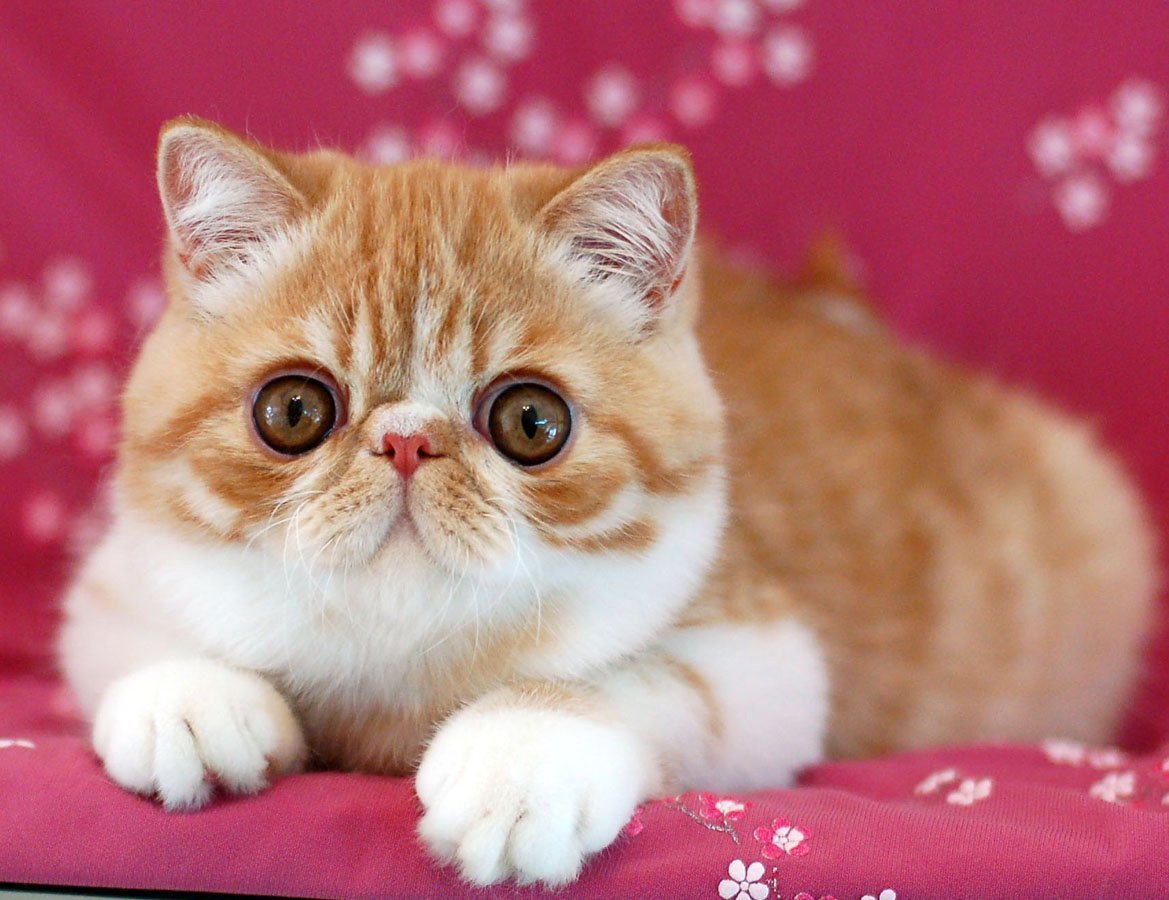 Кот породы Снупи