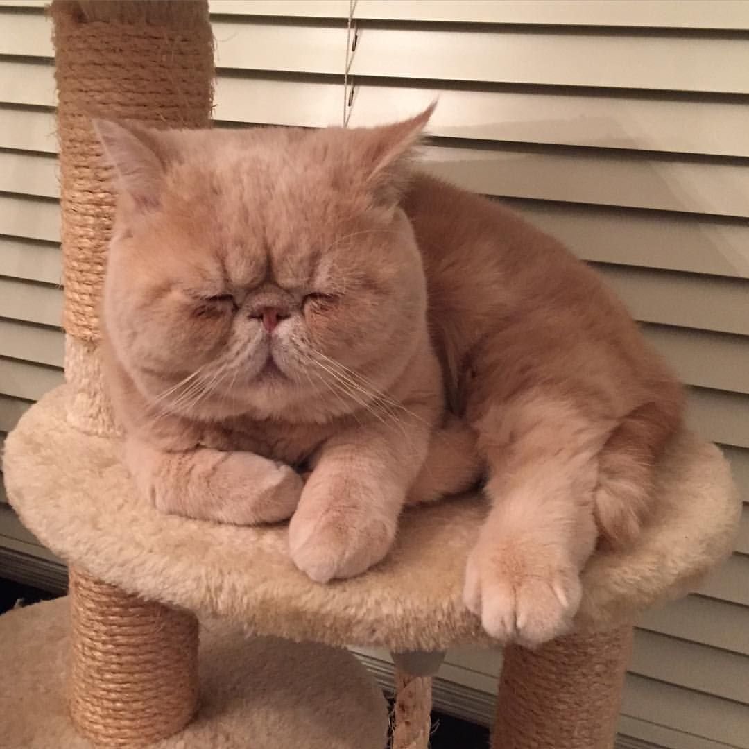 Кошки породы экзот