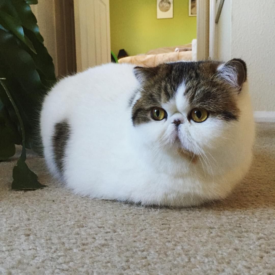 Кот экзот черный