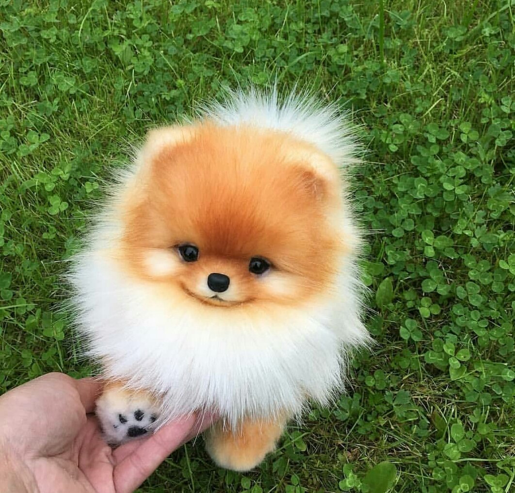 Померанский шпиц корейский