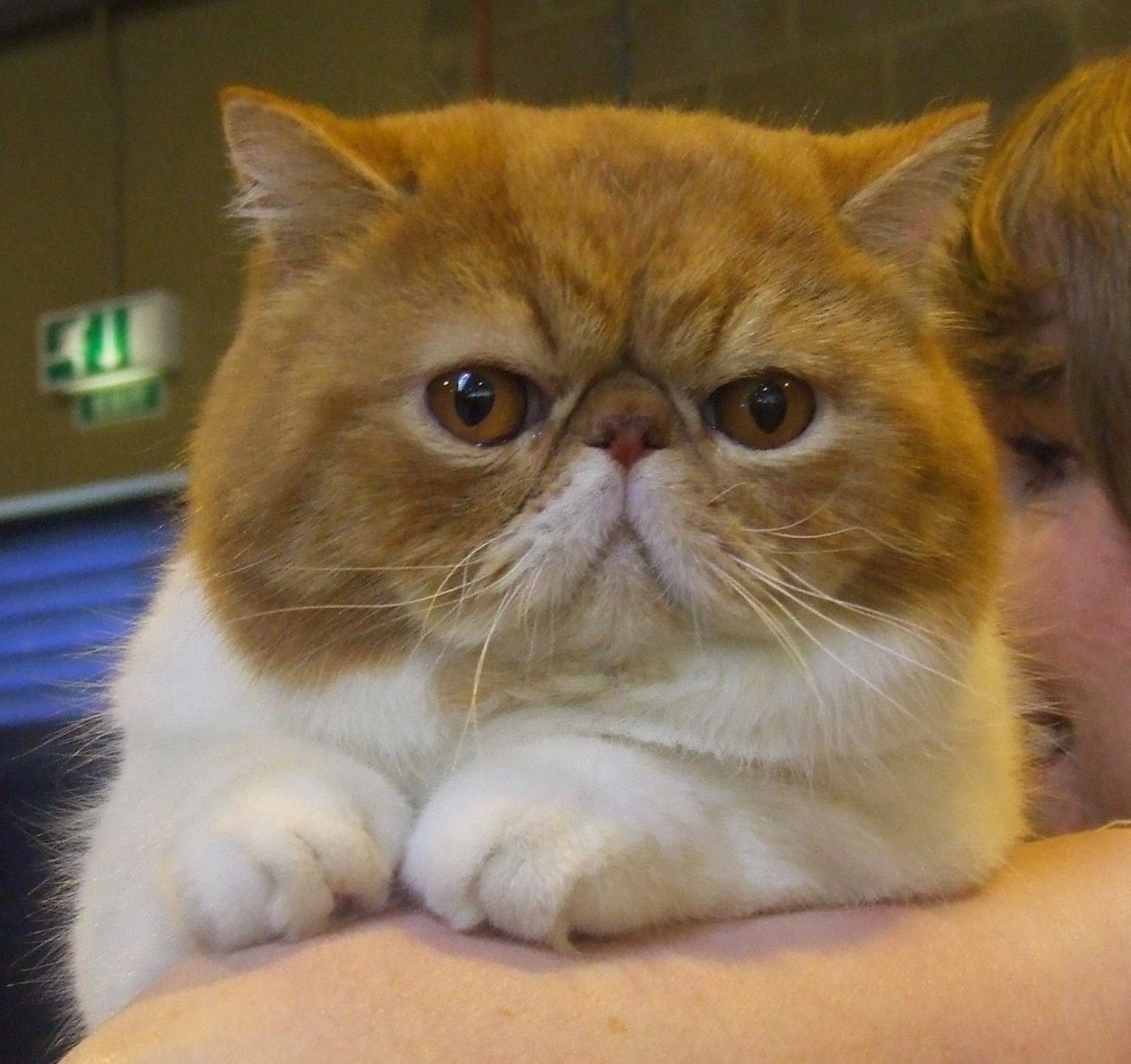 Плюшевый экзот экстремал