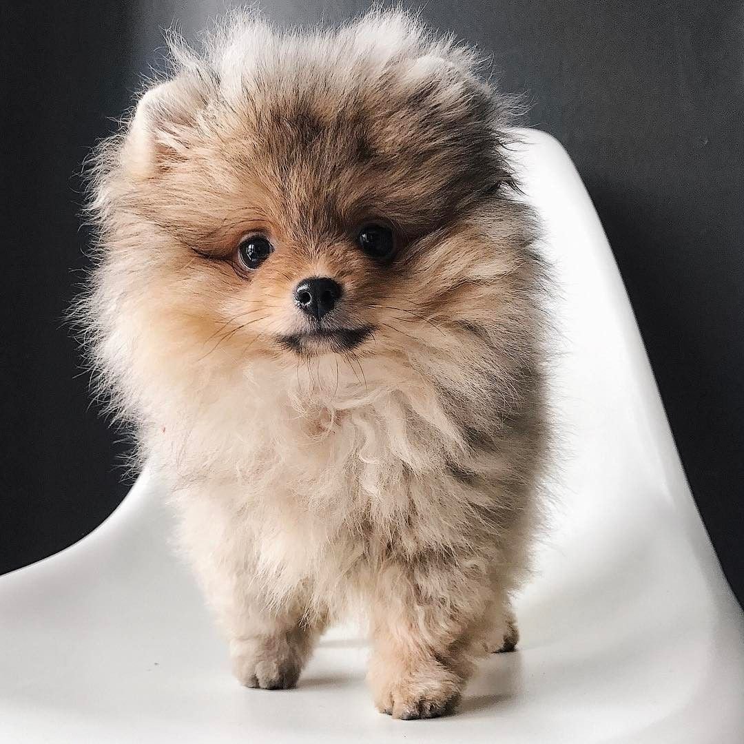 Аляскинский кли Кай метисы