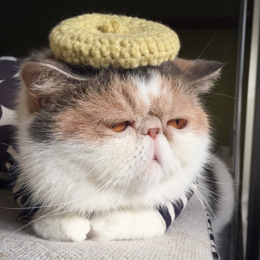 Вислоухий экзот