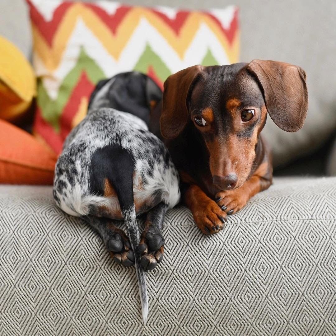 Мраморная карликовая такса