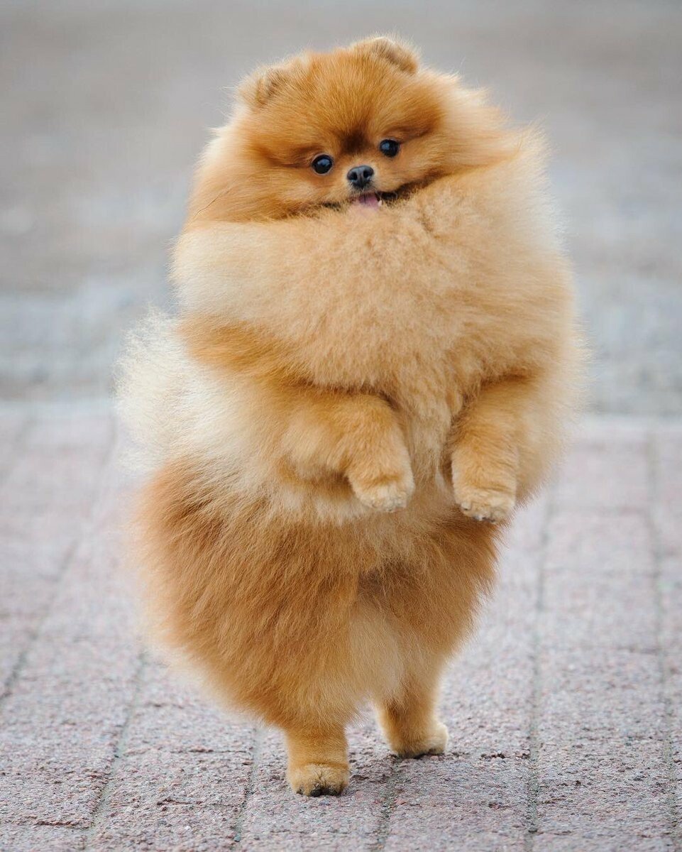 Карликовый шпиц Медвежонок