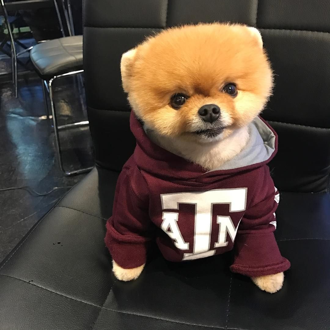 Шпиц померанский карликовый