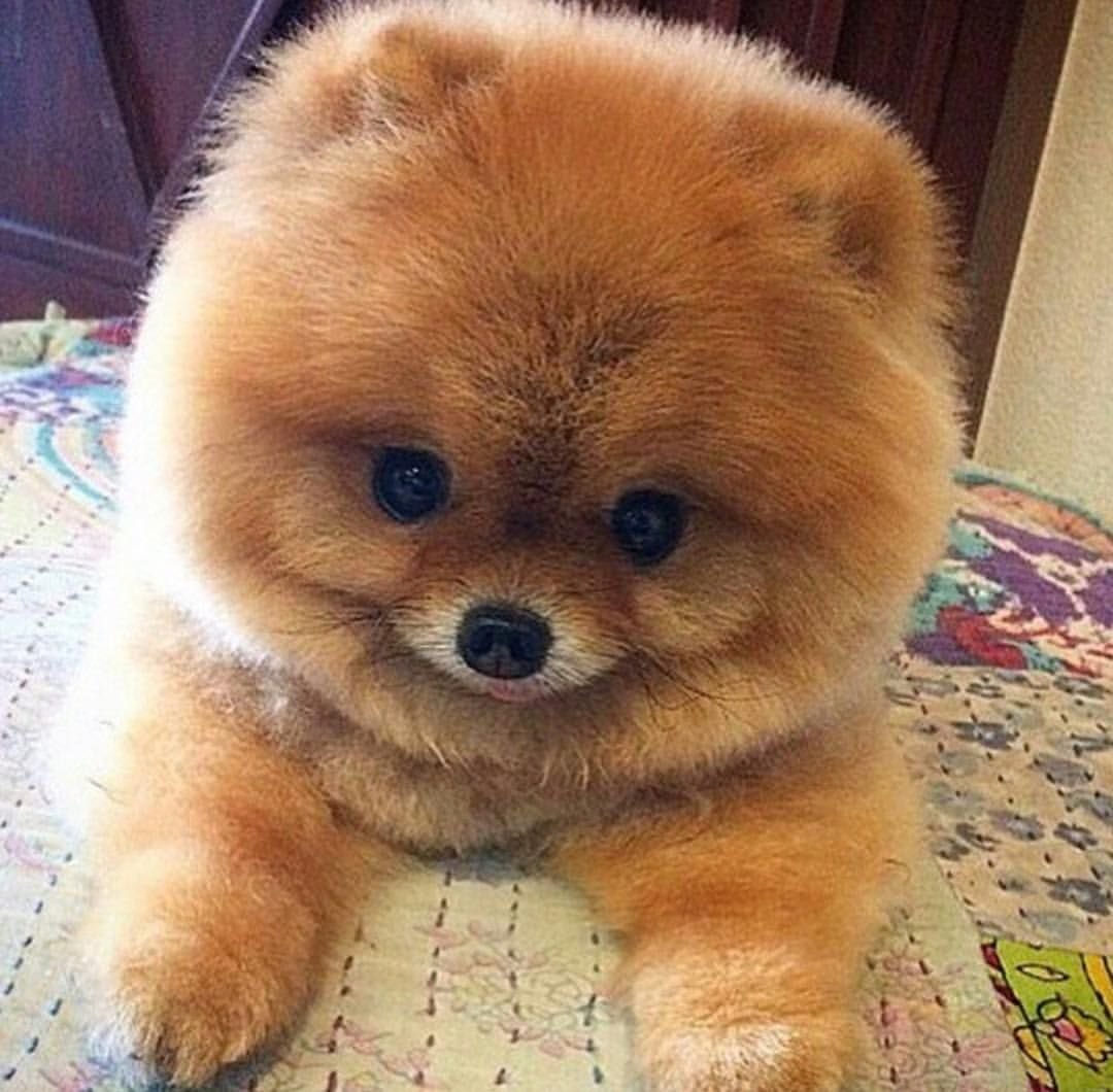 Карликовый шпиц Медвежонок
