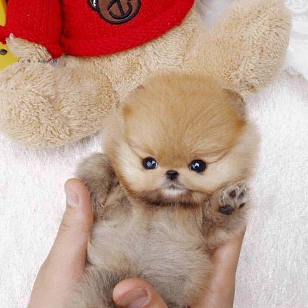 Померанский шпиц БОО