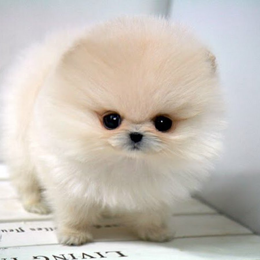 Teacup Pomeranian порода