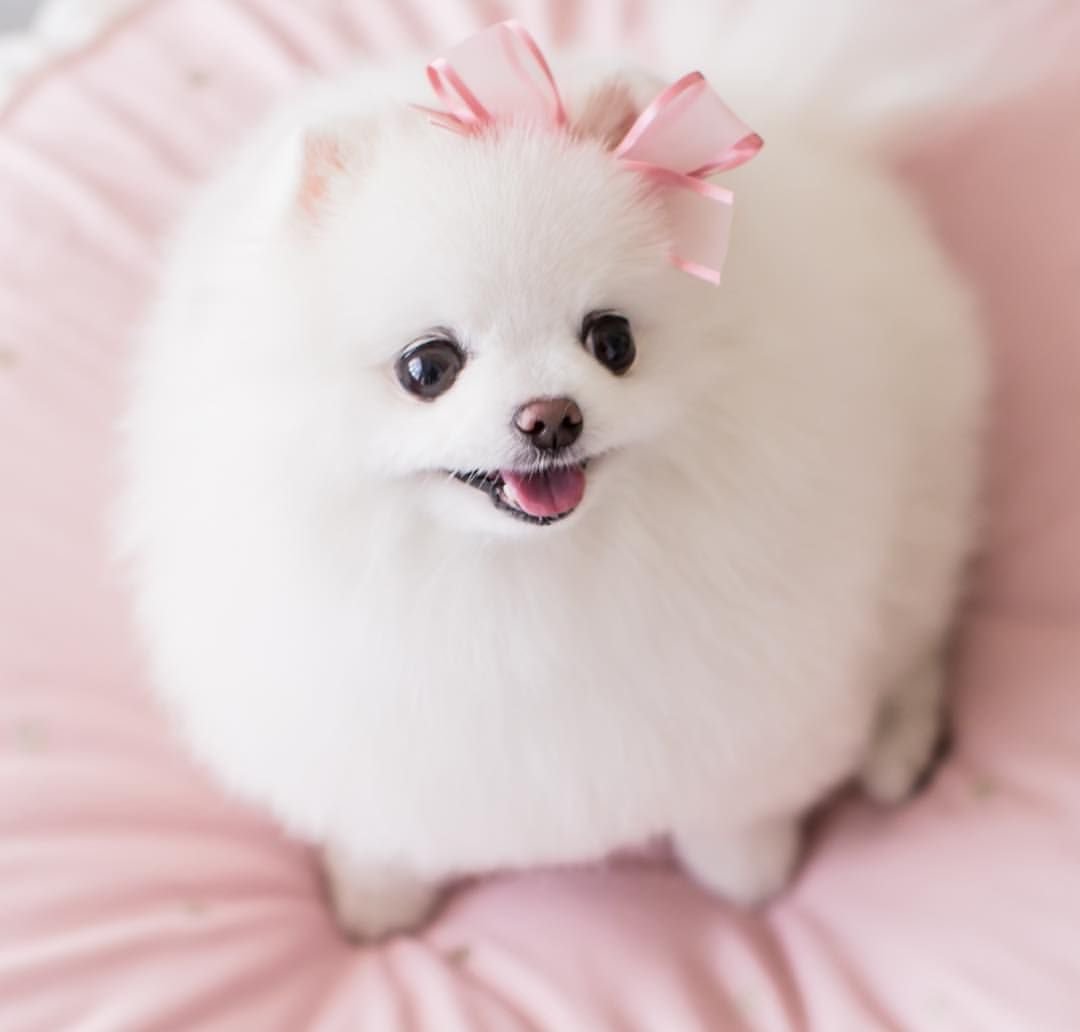 Померанский шпиц Teacup.