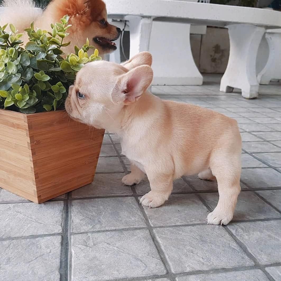 Карликовый бульдог