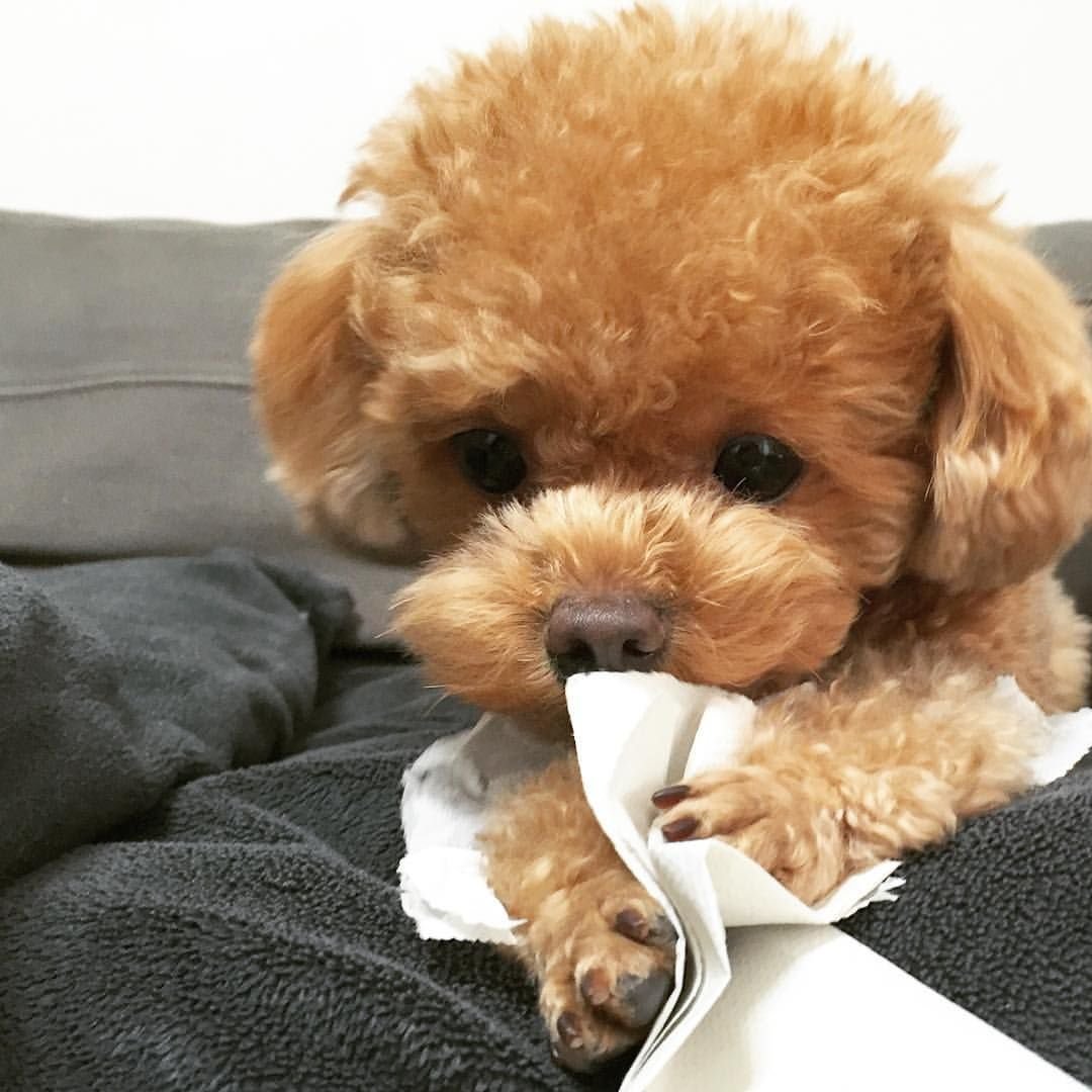 Смесь таксы с биглем