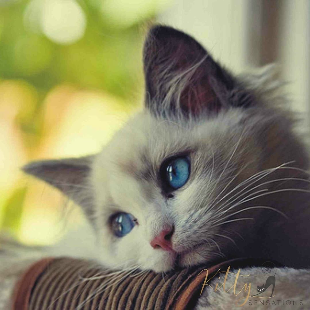 Котенок грустит